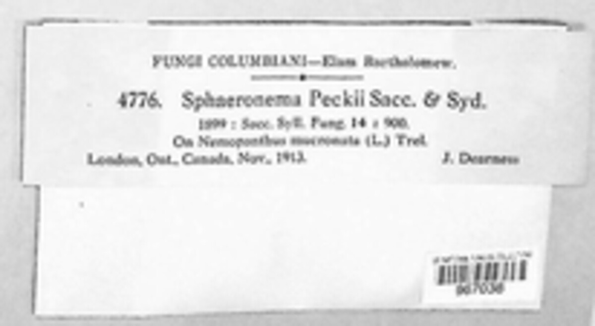 Godroniopsis peckii image